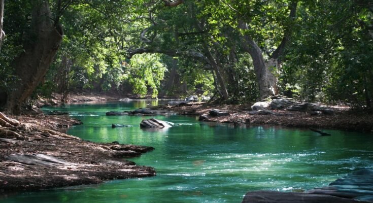 The Importance of Protecting the Environment: A Call for Action